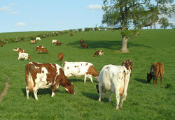 The Marleycote Cows