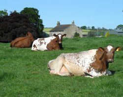 Lazing on a sunny summer afternoon