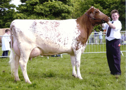 Marleycote Petal wins Champion Dairy Cow at the Northumberland Show 2005